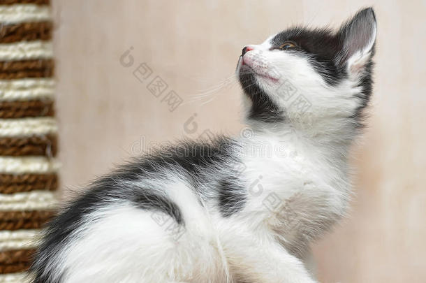 黑白小猫