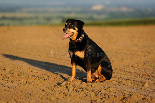 乡下一个夏日午后的罗威犬