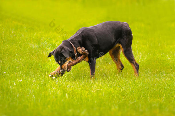 乡下一个夏日午后的罗威犬