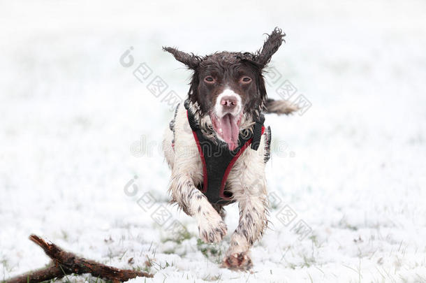 雪地里跑狗