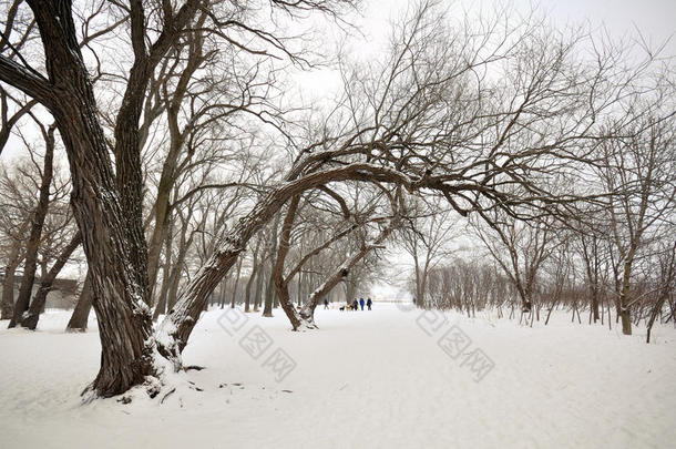 雪景