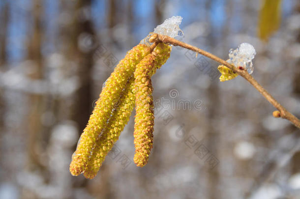 白桦<strong>花絮</strong>