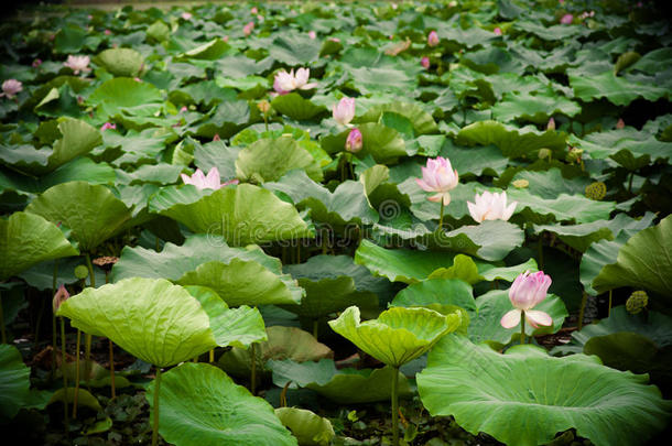 盛<strong>夏荷花</strong>盛开