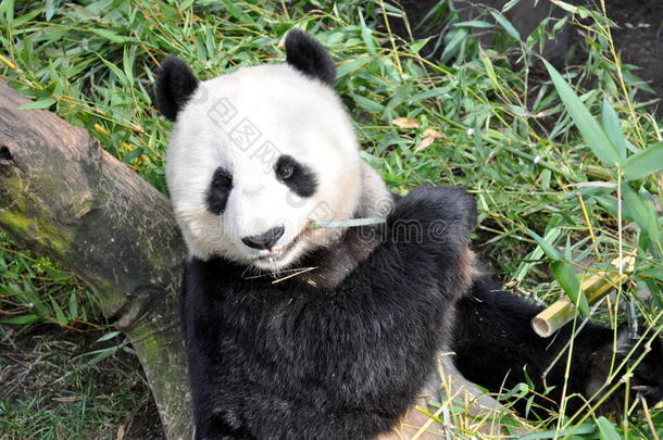 在圣地亚哥动物园吃午饭的大熊猫