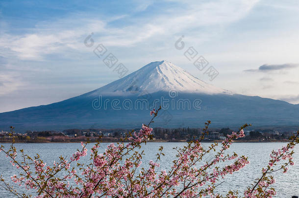 美丽的富士山和春天的粉色樱花