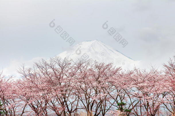 春天的富士山和粉色樱花树