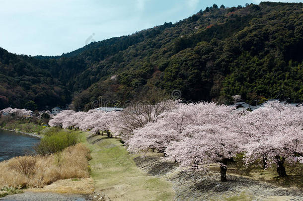 春日小径上樱花树的美景