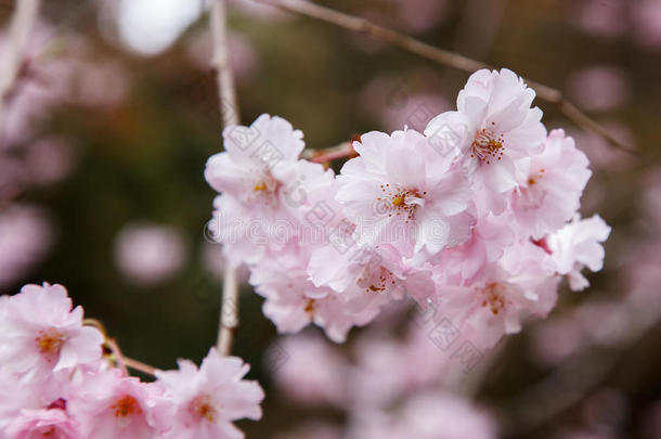 日本，春天，粉色樱花沿着小径绽放
