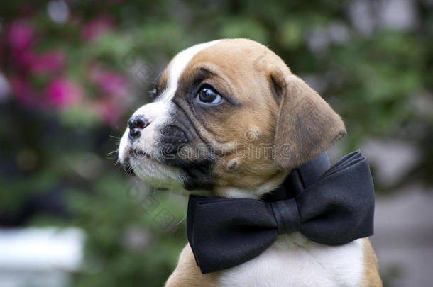 漂亮的棕色和白色拳击小狗，黑色领结