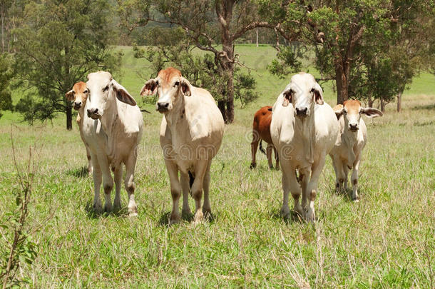 澳大利亚农村奶牛养殖场