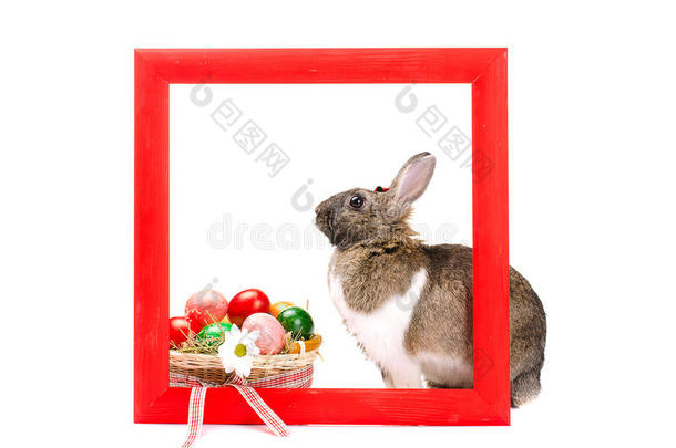 红色木框内的兔子