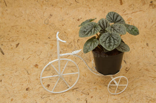 老式自行车上的室内植物