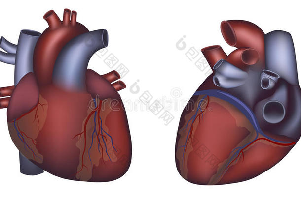 人体<strong>心脏</strong>详细<strong>解剖</strong>，彩色设计