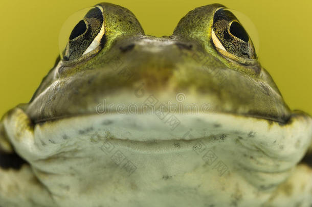 青蛙脸特写镜头