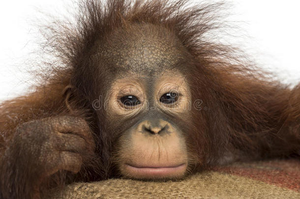 一只年轻的婆罗门猩猩的特写镜头看起来很累