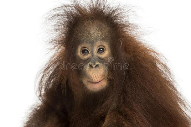 年轻的博尔纳猩猩看起来印象深刻，庞戈·皮格马乌斯