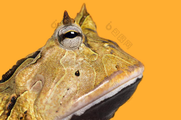 一只阿根廷角蛙的特写镜头，ceratophrysorata