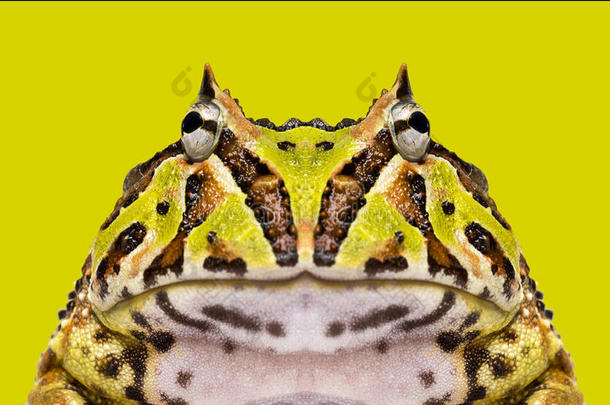 一只阿根廷角蛙的特写镜头