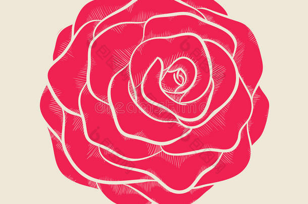 美丽的粉红色玫瑰，手绘图案风格