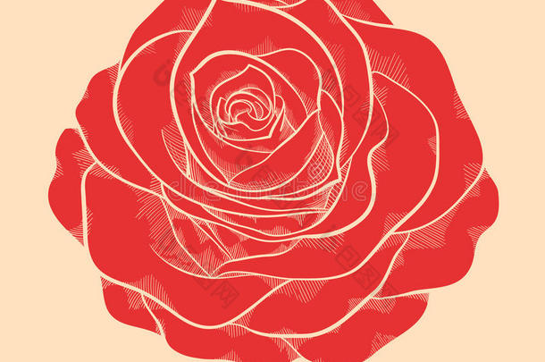 美丽的红玫瑰，手绘图案风格