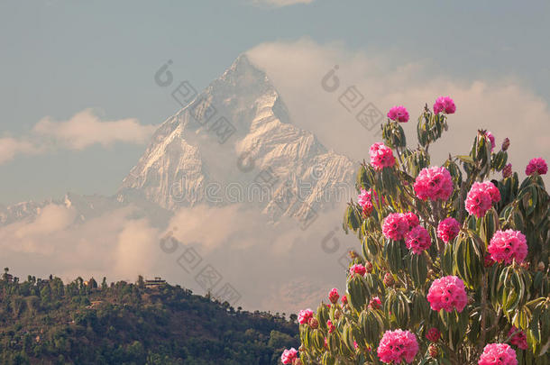 花开春杜鹃雪峰