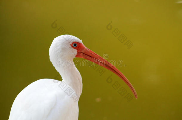 绿色<strong>背景</strong>下的ibis<strong>简介</strong>