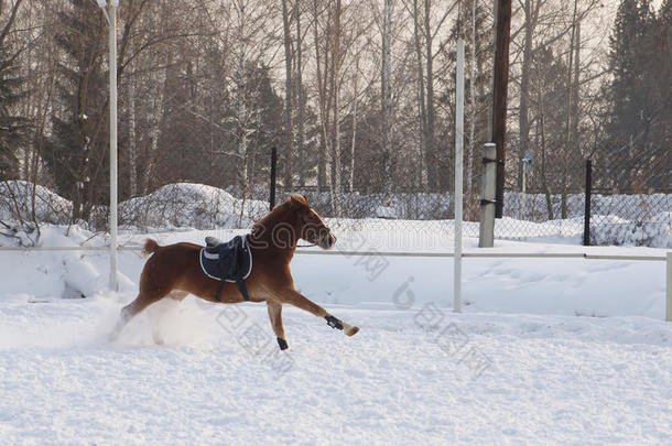 <strong>骏马</strong>在雪地上奔跑