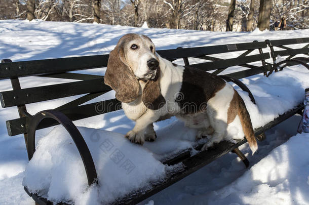 巴塞特猎犬