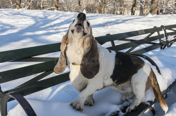 巴塞特猎犬