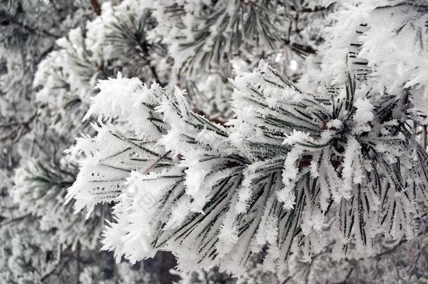 冬天树枝上的糖霜。
