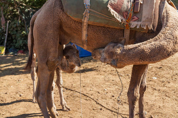 小骆驼和妈妈
