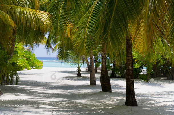 白色沙滩上的棕榈树。天堂广场的夏季