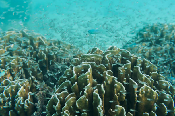 一群在珊瑚礁附近游泳的小鱼。水下射击