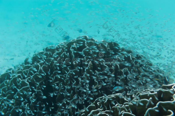 一群在暗礁附近<strong>游泳的小鱼</strong>。水下射击。海<strong>的</strong>