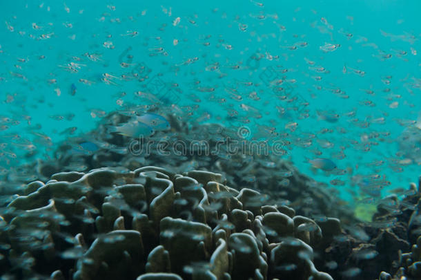 一群在礁石附近<strong>游泳的小鱼</strong>。水下射击。