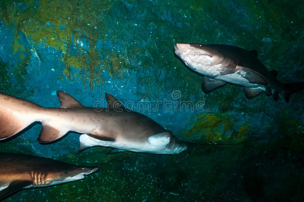 水下的沙虎<strong>鲨</strong>（carcharias taurus）