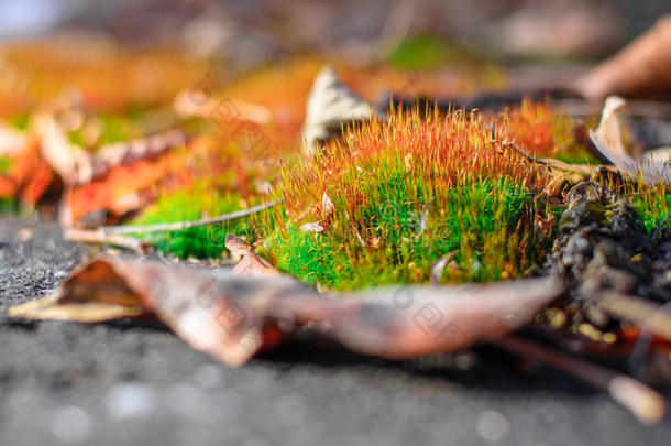 苔藓发芽。