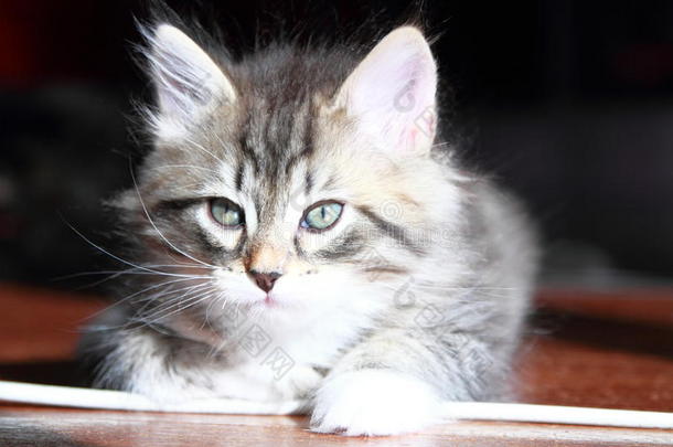 西伯利亚猫的棕色小猫
