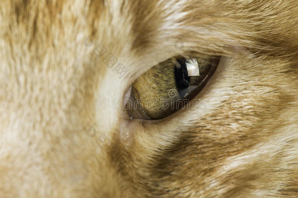 橙色猫眼