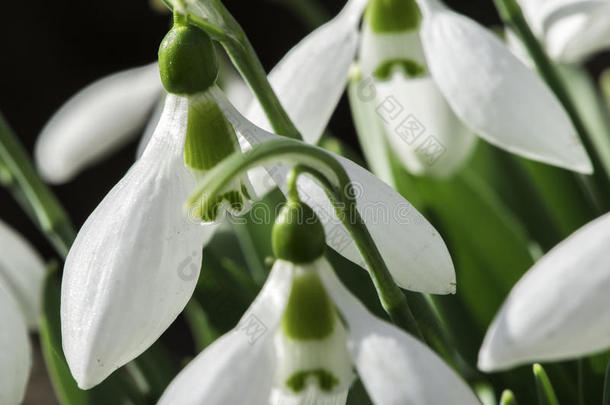 雪中送花。