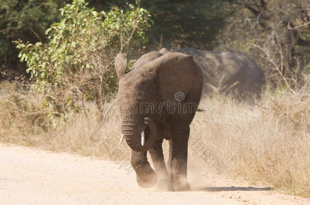 小象冲向一条追逐危险的道路