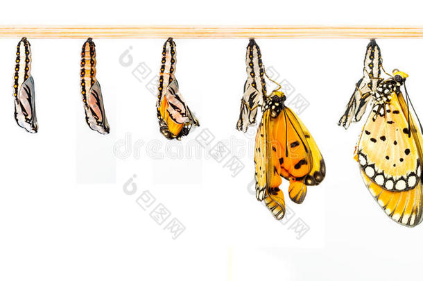 成熟茧转化为黄褐色肋蝶