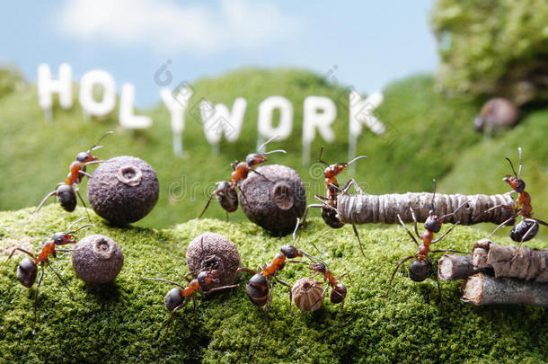 霍利沃克山，团队合作，蚂蚁故事
