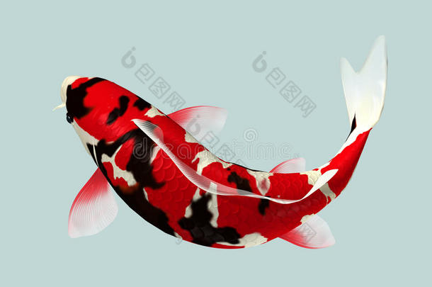 黑色和红色锦鲤鱼