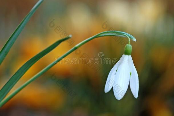 雪莲花