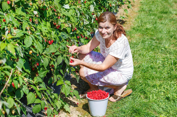 德国采摘浆果农场采摘覆盆子的年轻女子