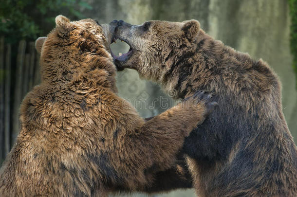 两只棕熊在<strong>打斗</strong>