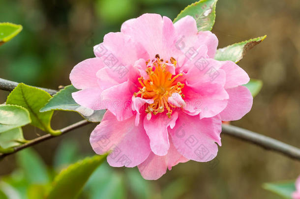 春天盛开的粉红色山<strong>茶花</strong>