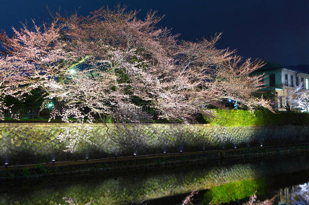 京都樱花树
