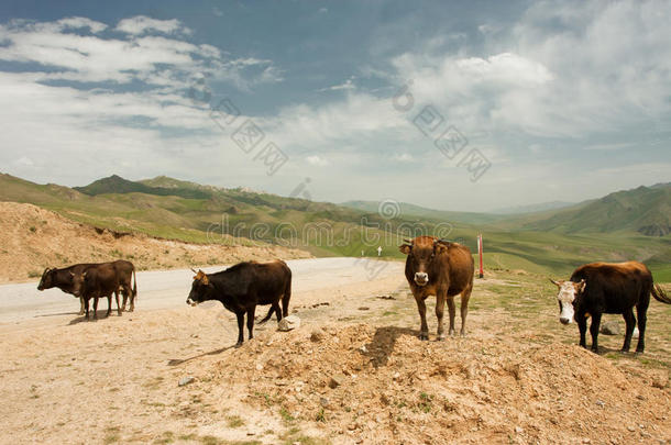四头牛站在山间的乡间小路上